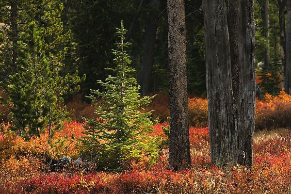 Jones, Adam 아티스트의 Blueberry leaves in autumn red coloration-Yellowstone National Park-Wyoming작품입니다.